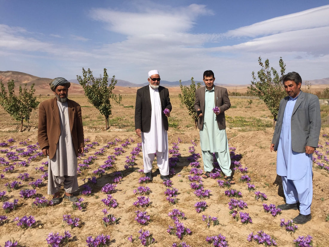 A Day in the Life of a Saffron Farmer, Meet Haji Yosef - Rumi Spice