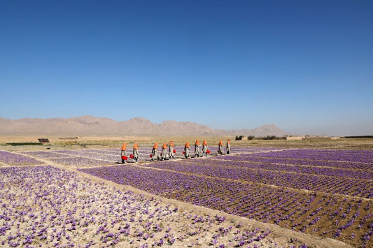 Reflecting on Three Years Since the Taliban Takeover - Rumi Spice
