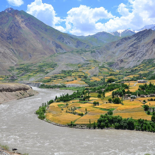 Take a Look Inside the Summer Spice Harvest in Afghanistan with our Head Farmer, Shakoor - Rumi Spice