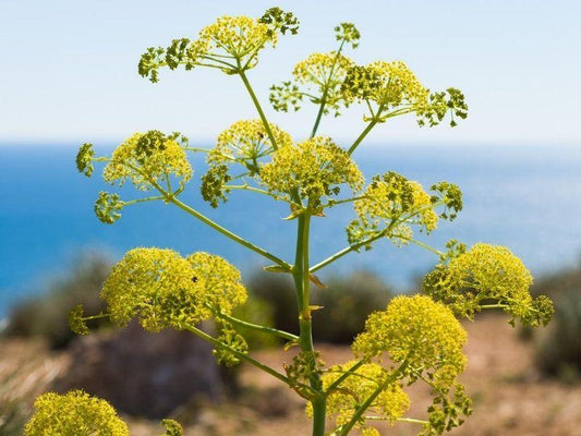 What is Fennel?