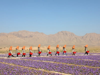 2020 Saffron Harvest in Herat