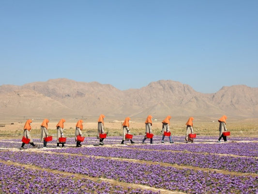 2020 Saffron Harvest in Herat - Rumi Spice