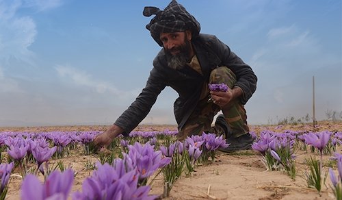 Fall Saffron Harvest - Rumi Spice