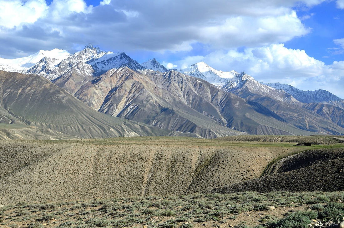 How Black Cumin is Harvested in Afghanistan - Rumi Spice