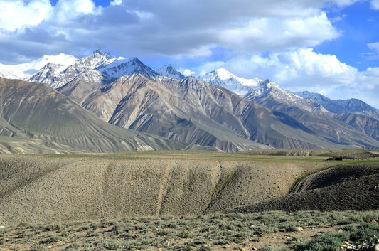 How Black Cumin is Harvested in Afghanistan - Rumi Spice
