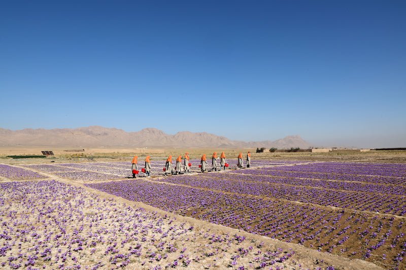 Rumi Spice's Commitment to Earthquake Relief in Afghanistan - Rumi Spice