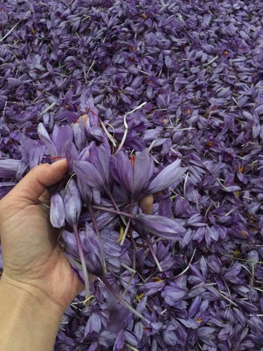 Saffron Cultivation at Record High in Afghanistan - Rumi Spice