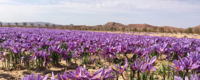 Shakoor's Afghanistan