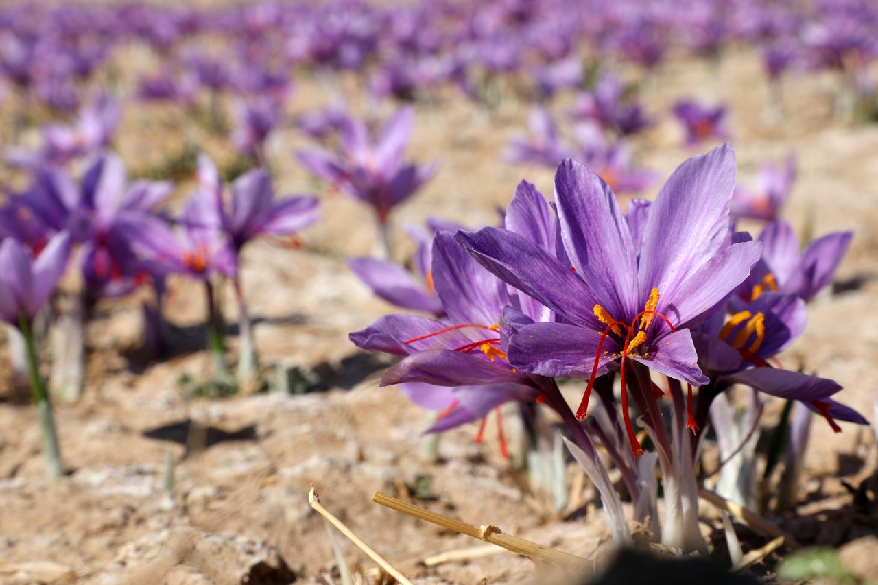 flowers-earth.jpeg__PID:04de7f05-b003-41c2-9d04-be3aa55b9e65