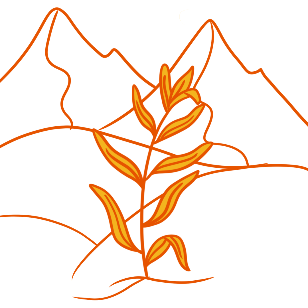 Rumi Spice Directly sourced spices from Afghanistan